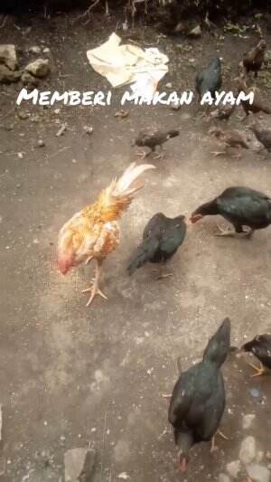 memberi makan ayam
