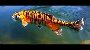 ikan hybrid