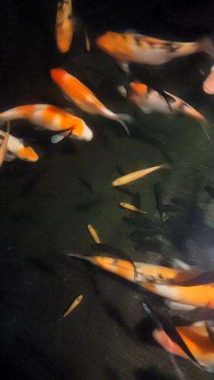 Kita liat ikan dulu #minivlog 