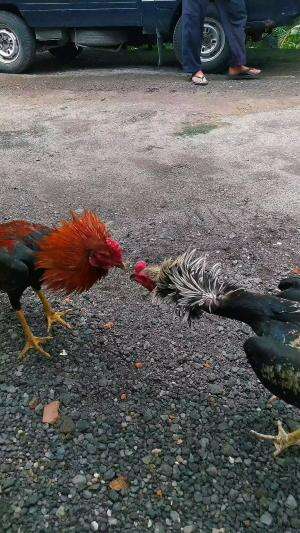 begini nih kalo sedang tidak akur pamangon vs mangon

#fyp 