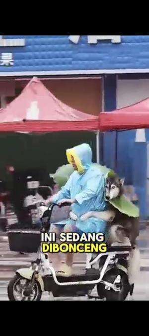 Anjing naik motor 🤣😀😃 #videolucu  #anjing  #RCTIHOT  #hiburan 
