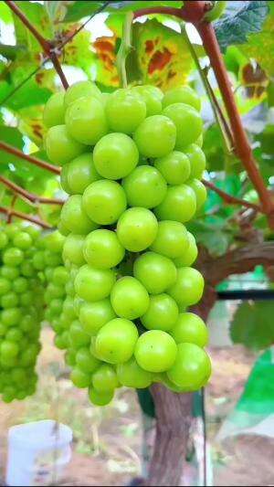 Anggur hijau ternyata lebih mahal #edukasi #fyp #fypシ゚viral #trending #foryou #RCTIPlus #HOTrctiplus 