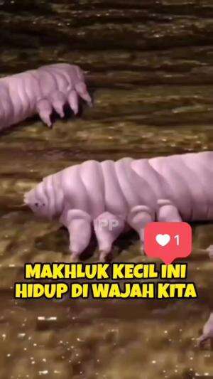 ternyata ada makhluk yang hidup dan berkembang biak di wajah kita.

 #tahukahkamu #hewandiwajah  #hewan #hewankecil 