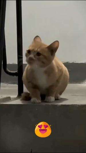 kucing lucu  #short  #shortplus  #RCTIPlus  #HOTrctiplus 