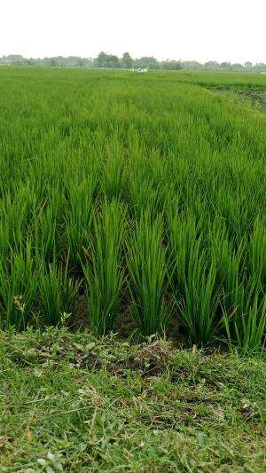 embun pagi hari #suaraalam #alamku
