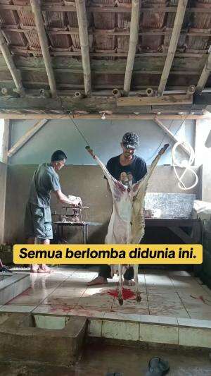 father is cutting a sheep, for his son.  #animal #video 