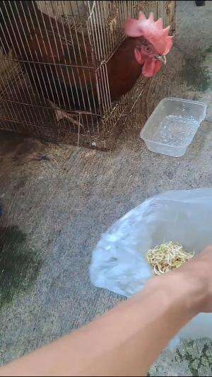 Ayamnya Suka Dikasih Makan Toge #trending #kirana 