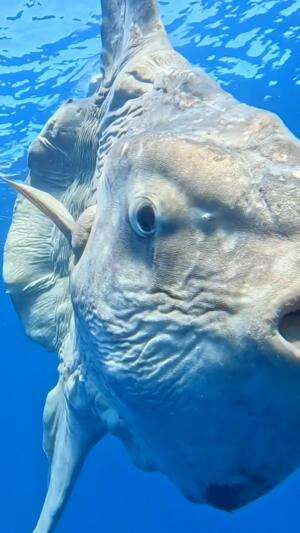 Ikan mola-mola di Meksiko
.
#laut
#ikan
#viral