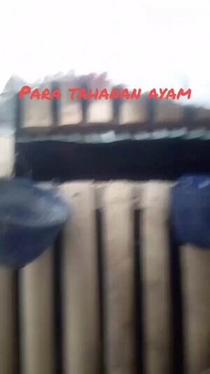 para tahanan ayam