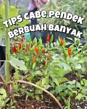 #Berkebun #fypシ゚viral #trending #foryou #RCTIPlus #HOTrctiplus 