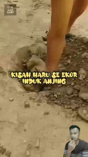 kasih sayang SE ekor induk anjing kepada anak nya