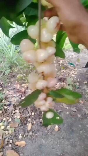 PART.2 JAMBU AIR BERMANFAAT
 #manfaatjambuair
 #jambuair
