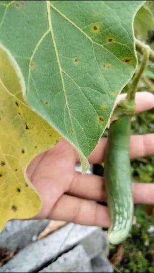 Bentuk terong menyerupai jari orang #Berkebun #edukasi #fyp #fypシ゚viral #trending #foryou #RCTIPlus #HOTrctiplus