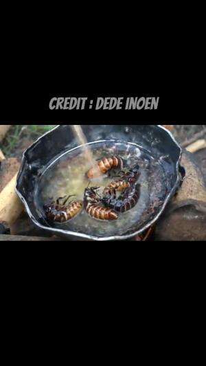 makan kecoa #dedeinoen #kecoa #Masak 