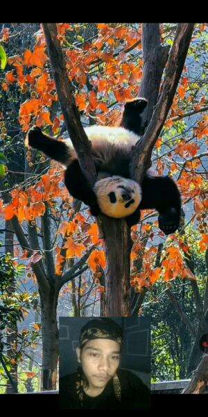 Apa iya kaya gini guys kelakuan hewan lucu??

 #HOTrctiplus  #RCTIPlus 