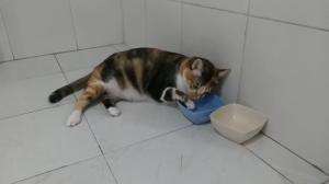 kucing ini mau minum aja sambil tiduran
 #HOTrctiplus #shortplus #kucingoyen #duniakucing