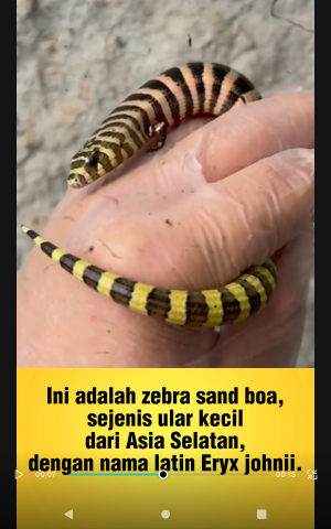 Ini adalah zebra sand boa, sejenis ular kecil dari Asia Selatan, dengan nama latin Eryx johnii.

