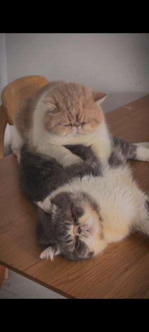 Tingkah lucu kucing #kucing #kucinglucu #kucingoyen  #Kucing Majelis  #RCTIoke  #rcti 