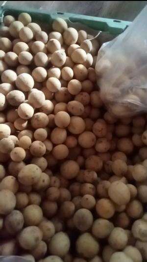 ALHAMDULILLAH DENGAN REZEKI HARI INI JUALAN BUAH 
 #langsatponti
 #manisbangat
 #larismanis
