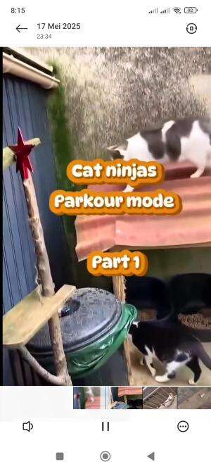 kucing kucing ini pastinya terlalu banyak menonton aksi dalam anime #catninja #hewanlucu #kucinglucu 