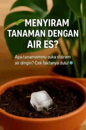 #Berkebun #fyp #fypシ゚viral #trending #foryou #RCTIPlus #HOTrctiplus 