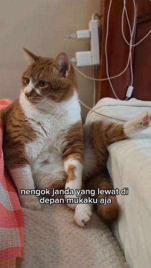 bijiku sudah hilang
#HOTrctiplus #shortplus #kucingoyen #duniakucing
