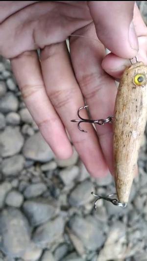 lure wtd 65f disambar monster hampala, treble hook benggang #fishing #lurefishing #hampala #shorts
