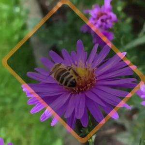 KATAN NABI: AMAL YANG DICINTAI ALLAH ADALAH AMAL YANG DIKERJAKAN KONSISTEN SECATA TERUS MENIERUS TANPA PUTUS!!!