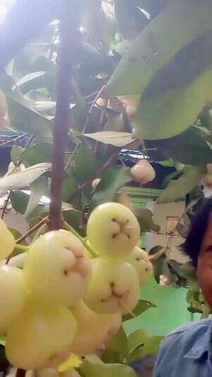 1.MANFAAT JAMBU AIR HIJAU
 #manfaatjambuair
 #jambuair
