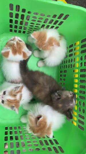 kucing kecilnya berjemur dulu bestie 
#HOTrctiplus #shortplus #kucingoyen #duniakucing