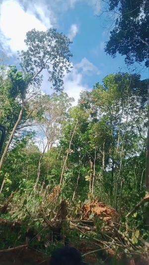 SEJAUH INI HUTAN KALIMANTAN
 #kalimsntantengah
 #DEDIROSADI 
 #Berburu Durian Dalam Hutan ❌. Berburu Durian Dibelakang Rumah ✅  #berburu 