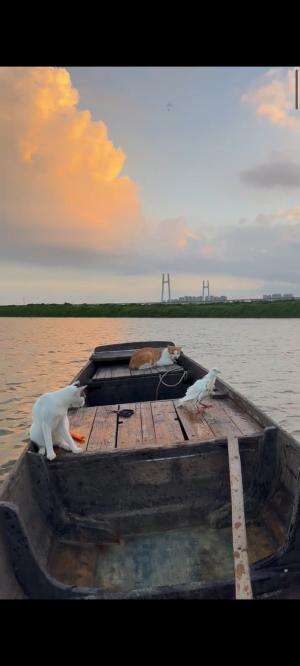Kucing dan merpati  #Kucing  #kucinglucu #duniakucing 