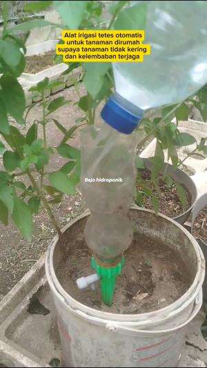Alat irigasi tetes untuk tanaman  #irigasitetes #alatirigasitetes #alatirigasitetesotomatis #irigasitetessederhana #irigasitetesbotolbekas 