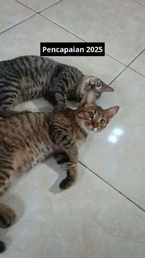 pemcapaian 2025
#HOTrctiplus #shortplus #kucingoyen #duniakucing