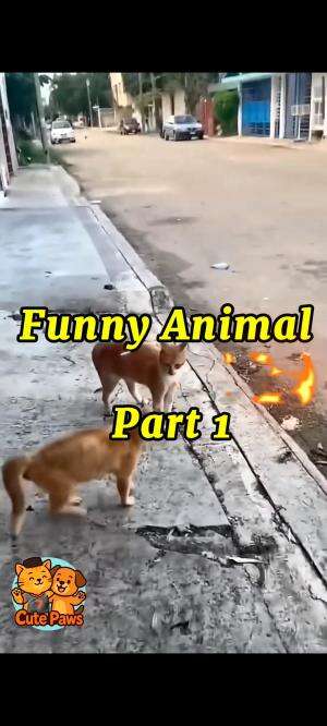 funny animal 
#cat
#funny 