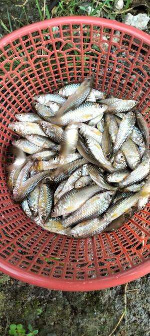 makan mewah hasil mancing #mancing  #kemewahan 