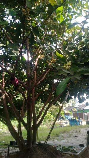 BUAH JAMBU 
 #rasanyamanis
 #marimetik
