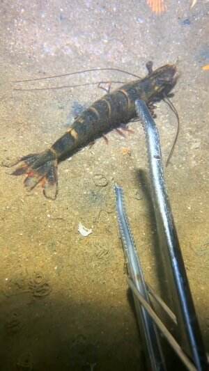 Menangkap udang hitam yang elegan
.
#laut
#udang
#viral