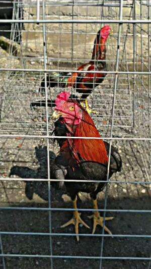 ayam Bangkok Mangon sedang berjemur biar tambah ganteng

 #fyp #ayambangkok #trending 