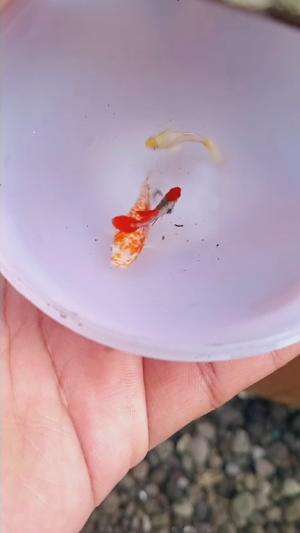 Lucu2 banget 

 #butterfly #rosé #rose #cauliflower #guppy #guppyfish #guppylover 
#sailfinmolly #wildmolly #wildtype #poecilia #poeciliafis