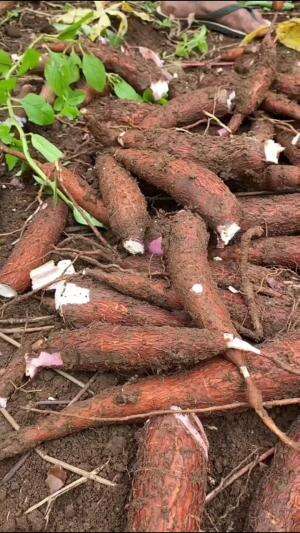 Panen singkong #Berkebun #edukasi #fyp #fypシ゚viral #trending #foryou #RCTIPlus #HOTrctiplus