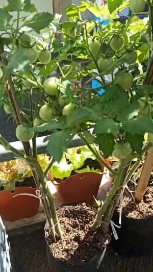 #Berkebun #fyp #fypシ゚viral #trending #foryou #RCTIPlus #HOTrctiplus 