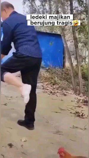 ayam pintar..... #Funny animals wkwkwkw  #RCTIPlus 