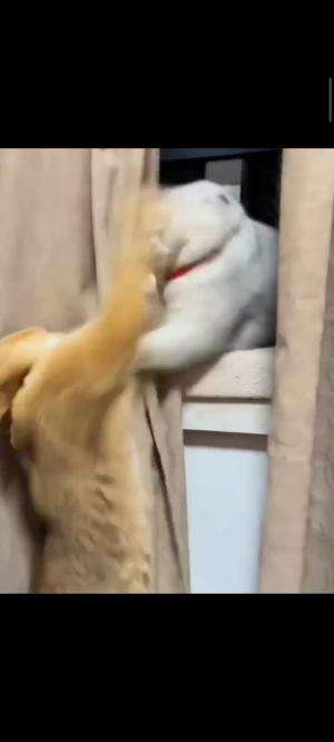 Tingkah lucu kucing #kucing #kucinglucu #kucingoyen  #Kucing Majelis  #RCTIoke  #rcti 