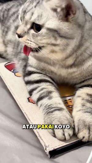 pake koyo
#HOTrctiplus #shortplus #kucingoyen #duniakucing