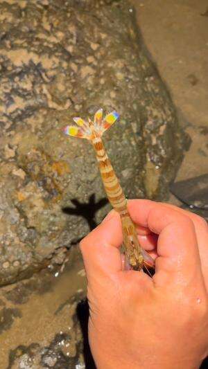 Udang mantis berdiam di pasir laut
.
#laut
#udang
#viral