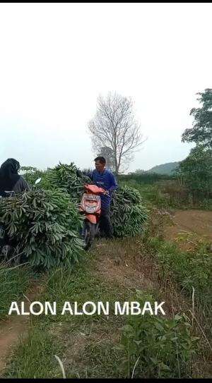 Laki-laki yg selalu mengalah