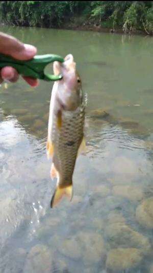 ikan hampala #release #mancing #fishing #shorts
