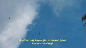 Apakah ini elang jawa ya?  #elang#fauna#burung