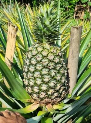 Ini bibit nanas madu jumbo #nanasmadu 